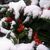 Holly Beth Bishop's profile image