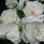 Aminah Spencer's profile image