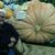 Kit Erickson's profile image