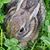 Carol Stauffer's profile image