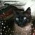Heather Trenberth's profile image
