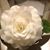 Glenda Johnson-Wood's profile image
