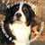 Carri Lindblom-Borisch's profile image