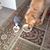 Nancy Singhaus's profile image