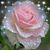 Teri Dickson's profile image