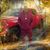 Stoney Williams's profile image