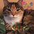 Melanie Nigrelli's profile image