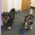 Sheila Astuccio's profile image