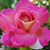 Cydney Renee's profile image