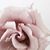 Tania A Jimenez's profile image