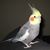Julie Balding's profile image