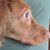 Susan Schuldes's profile image