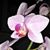 Diette Oshrin's profile image
