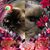 Donna Wong Larson's profile image