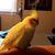 Shannon Carmon's profile image