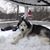 Buddy Nuk-Nuk Closs's profile image