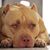 Kauaisonz Hanamalu's profile image