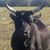 Tina DiNapoli's profile image
