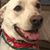Lisa Isaacs's profile image