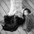 Jessica Y. Varela Cordova's profile image