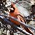 Rachael Nikirk's profile image