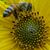 Denise A Bedard's profile image