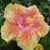 Roxanna Stockwell's profile image