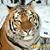 Dianne Lundquist's profile image
