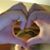Pam Mentz's profile image