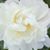 Sandy Farkas McGinnis's profile image