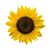 Gaea Lea Turner's profile image