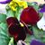 Carol Carriker's profile image