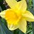 Lynda Coon's profile image