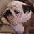 Karen A Saldutto's profile image