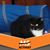 Sarah Geraci Schmidt's profile image