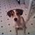 Renese Carlisle's profile image