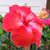 Crystal Siebert's profile image