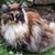 Samantha Goodge's profile image