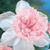Barb Koburi Johnson's profile image