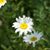Phyllis Bodkin Woodell's profile image