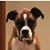 Tricia Carrico Saltsman's profile image