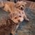 Joetta Pedersen's profile image