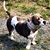 Cecilia Dinio Durkin's profile image