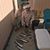 Lucas Mateo Soliz's profile image