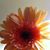 Julie Tostado's profile image