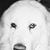 Pj Lisle's profile image
