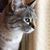 Tiger Lily's profile image