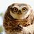 Dianne Plymale's profile image