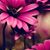 Margie Garcia's profile image