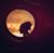 Danielito Cohen's profile image